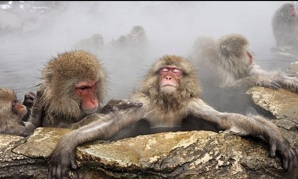 일본 원숭이 온천욕 .jpg