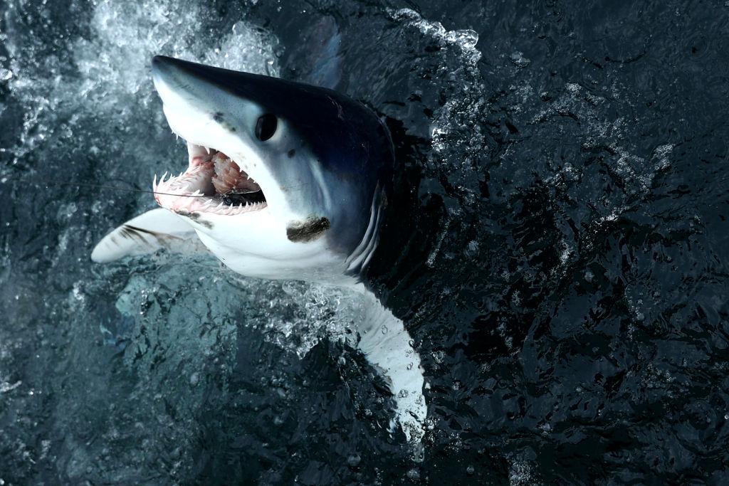 shortfin-mako-shark.jpg