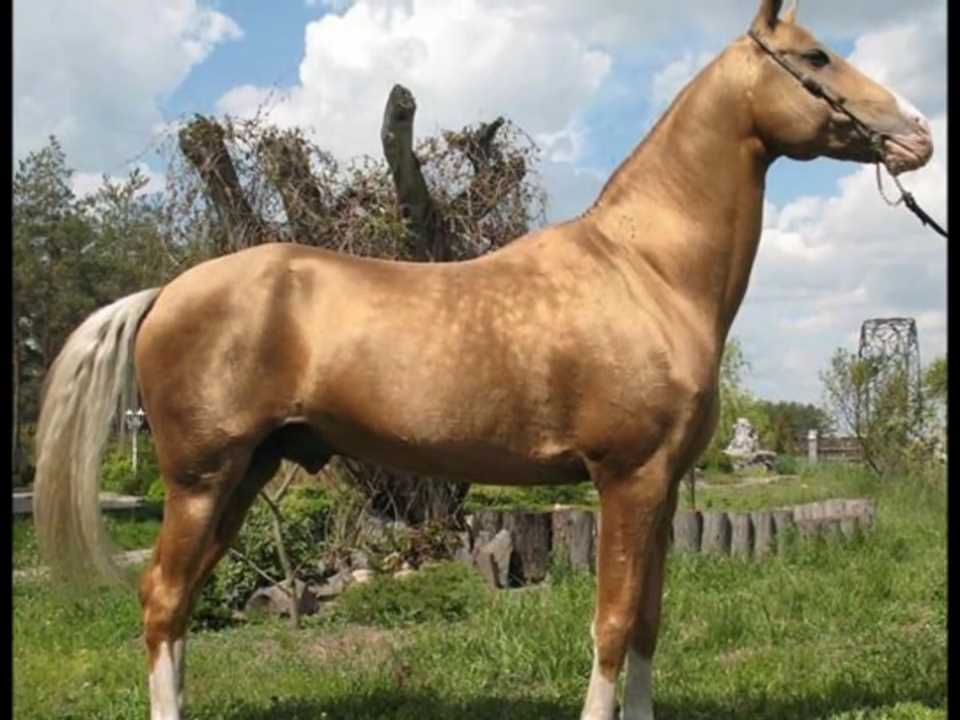 Akhal-teke lófajta - magyar honfoglaláskori ló - Vangelis - Pulstar.mp4_000053651.jpg