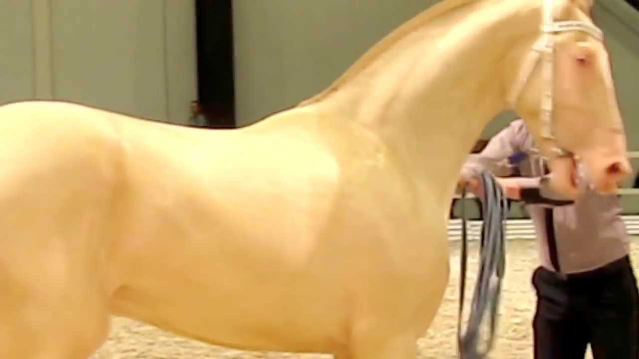 Akhalteke perlino stallion Anzhi-Khan 2014 y_b_.mp4_000020045.jpg