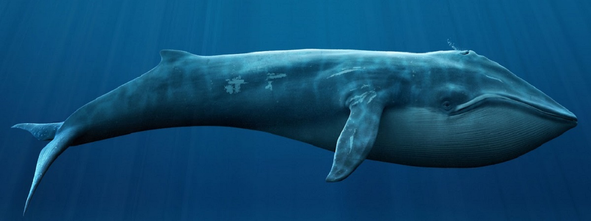 diving-blue-whale.jpg