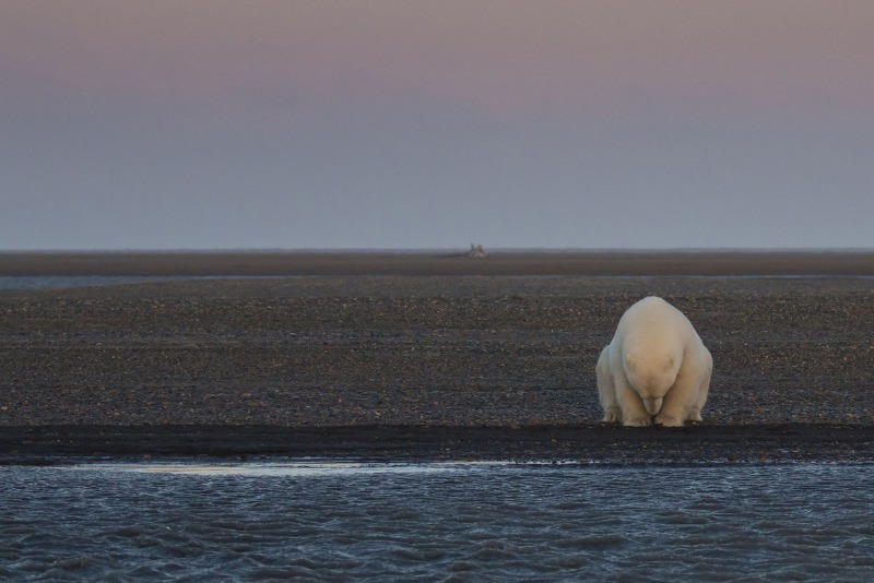 지구온난화와 북극 빙하 감소의 슬픔을 한 장으로 축약한 사진.jpg