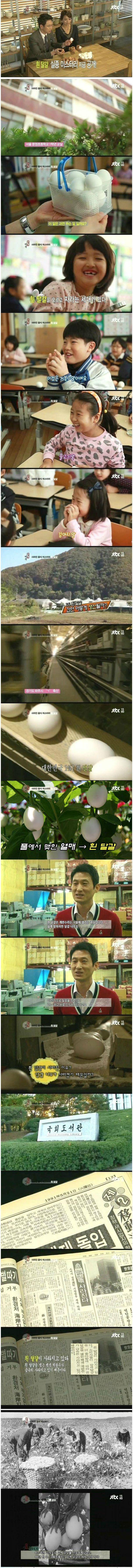 흰 달걀의 사라진 이유.jpg