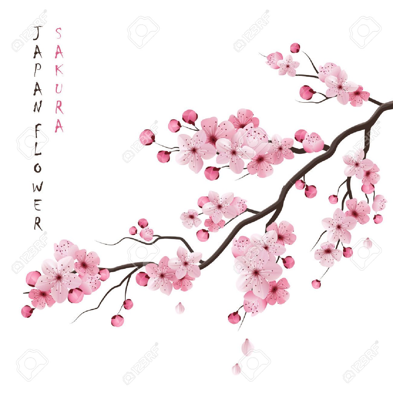 50704476-realistic-sakura-japan-cherry-branch-with-blooming-flowers-vector-illustration.jpg