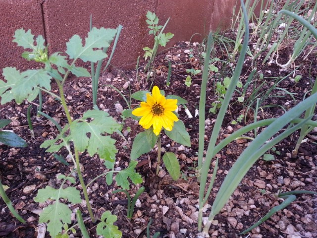 sunflower-854.jpg