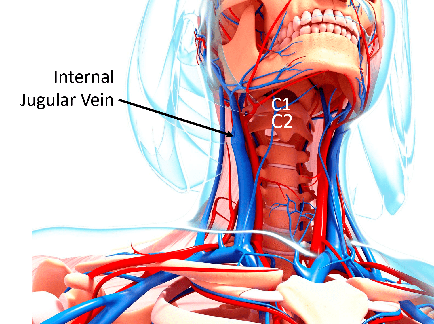 jugular-vein-compression-CCI.png